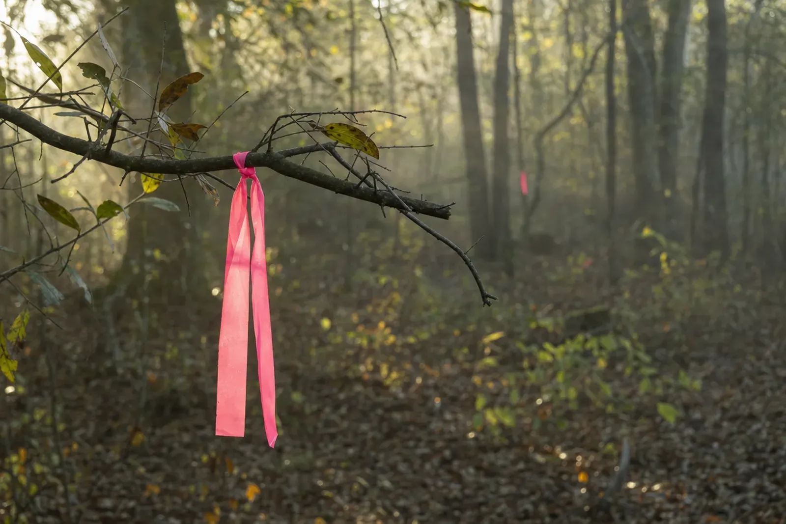 Pink flagging tied to a branch in open woods
